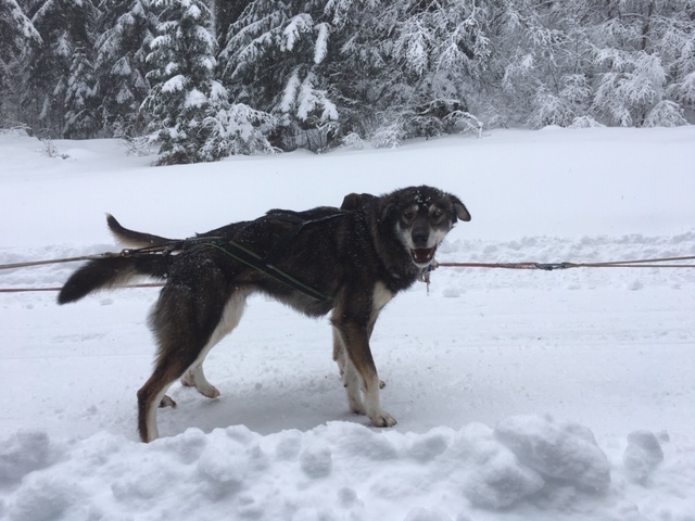 Femelle Alaskan Husky de 2 ans et demi (typée Nordique) à vendre.