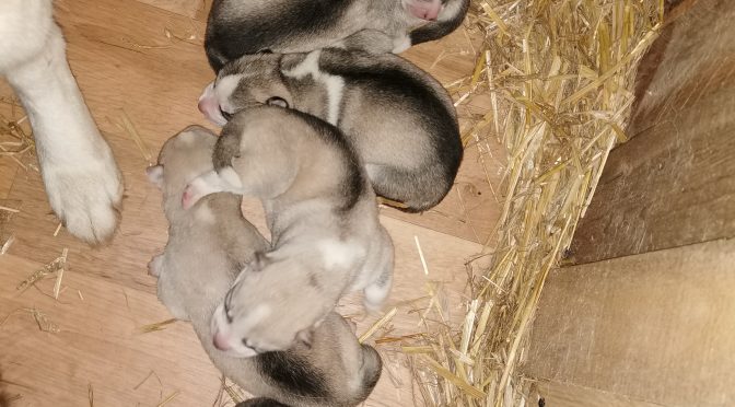 Bébés huskies à réserver pour la vente