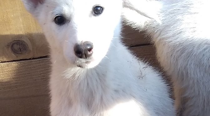 Chiots LOF lignée course à vendre