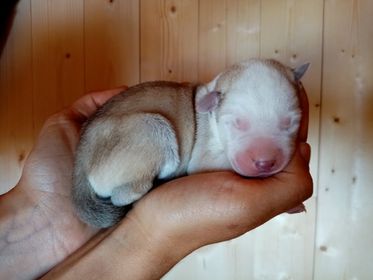 Chiots alaskan husky nés le 21 juillet à vendre