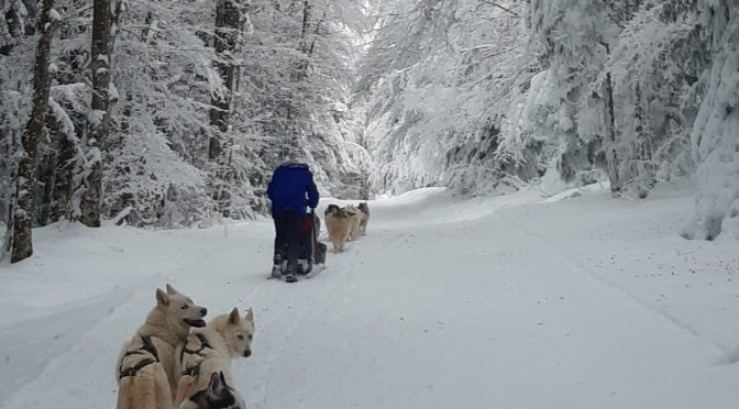 Recherche un handler qui veut s&rsquo;initier aux différentes disciplines