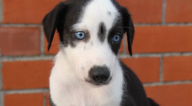 Chiots ESD pour canicross et attelage à réserver