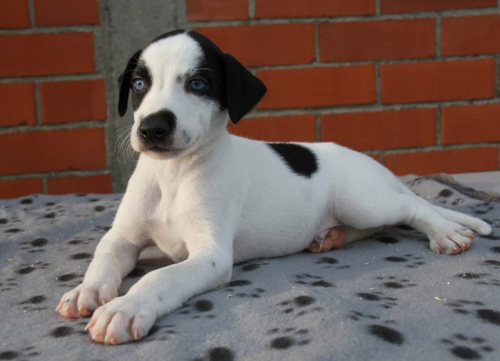 À réserver chiots ESD parents en attelage polyvalent canicross canivtt et attelage très bonne origine. Génétique sur demande.