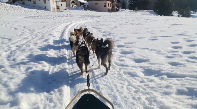 Recherche 2 postes de handlers ou mushers en Amérique du Nord pour 2022-2023