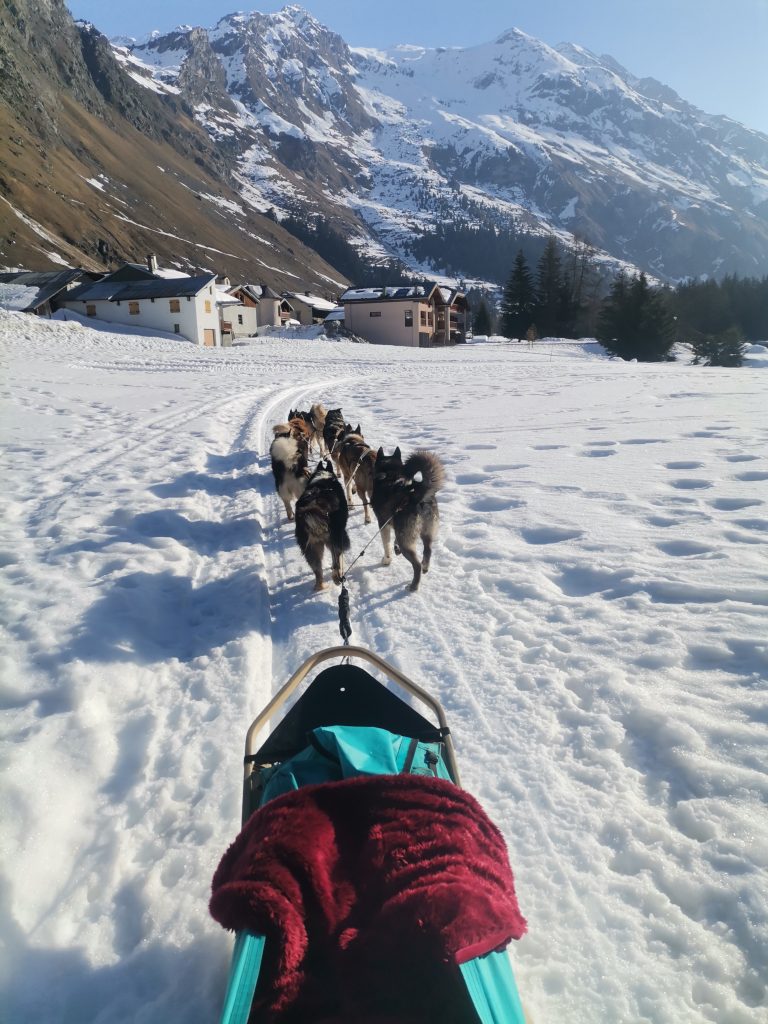Recherche 2 postes de handlers ou mushers en Amérique du Nord.