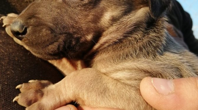 Chiots EUROHOUND disponibles à la réservation