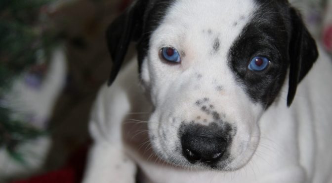 Chiots ESD à réserver pour sprint et moyenne distance