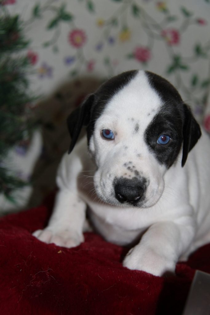 À réserver chiots ESD pour sprint et moyenne distance.