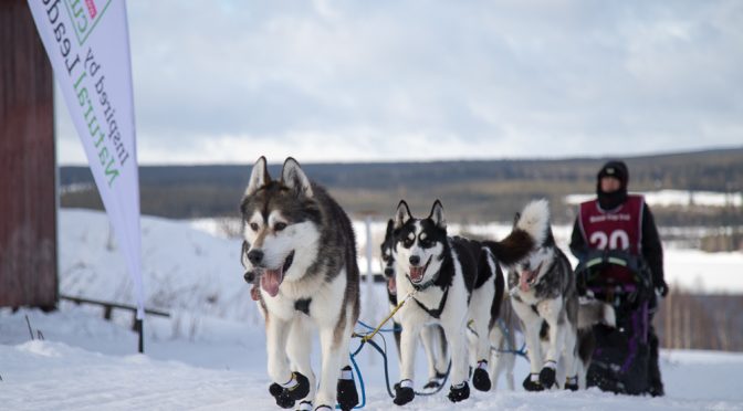 Recherche un handler pour nous accompagner en Suède
