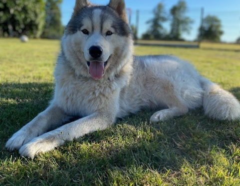 Donne Husky sibérien mâle castré de 3 ans
