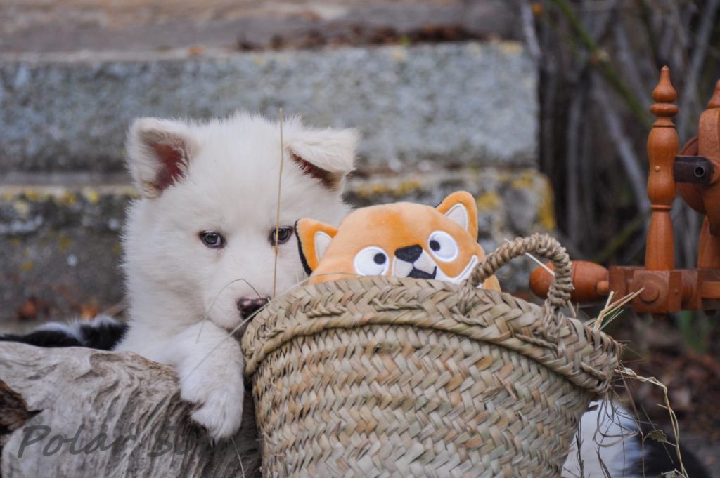 Chiots laïka de Iakoutie à réserver