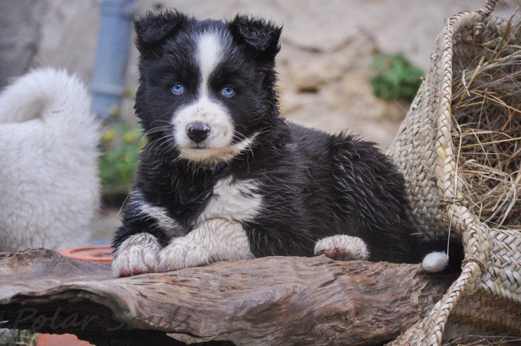 Chiots laïka de Iakoutie à réserver