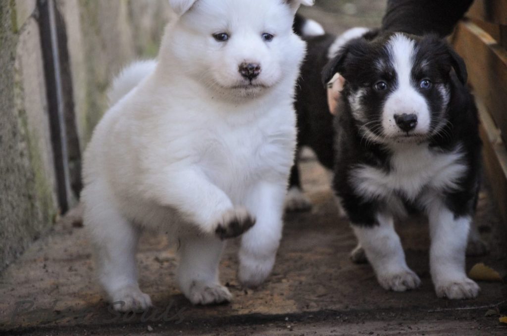 Chiots laïka de Iakoutie à réserver