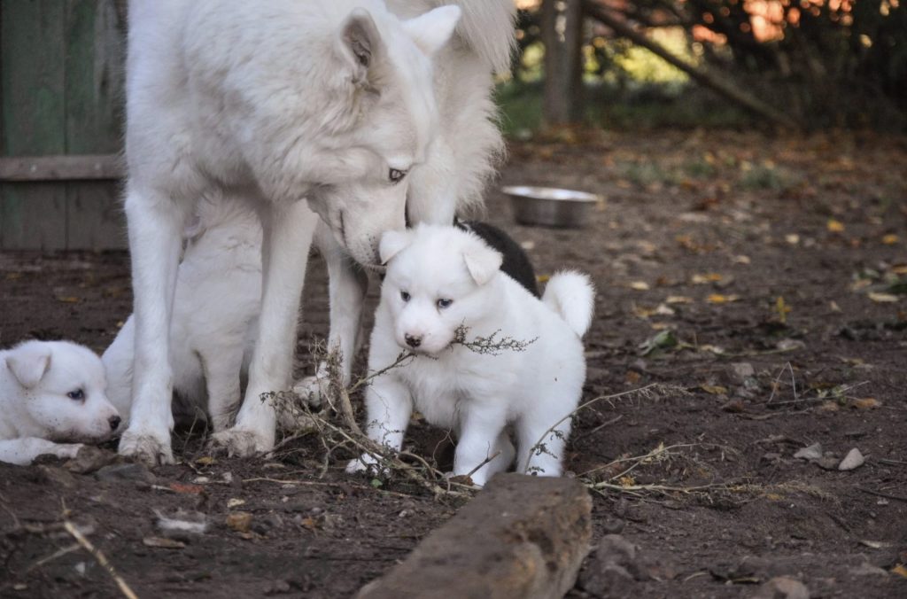 Chiots laïka de Iakoutie à réserver