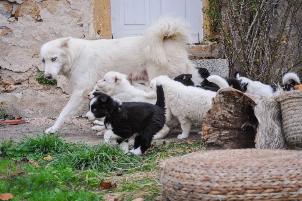 Chiots laïka de Iakoutie à réserver