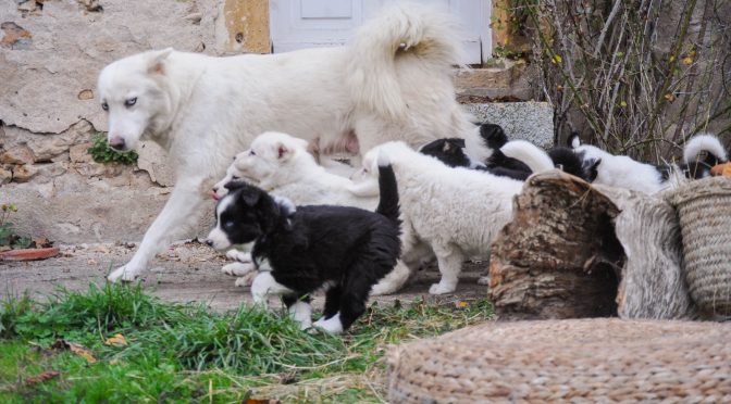 Chiots laïka de Iakoutie à réserver