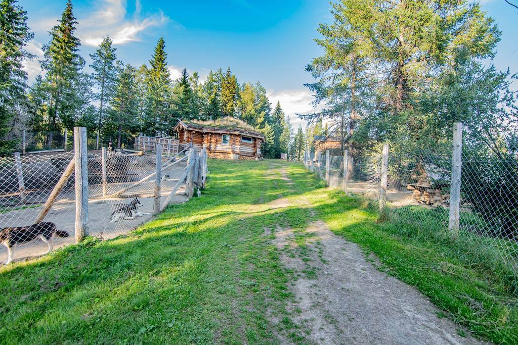Activité touristique de chiens de traîneau à vendre
