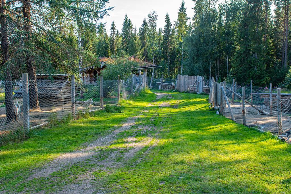 Activité touristique de chiens de traîneau à vendre