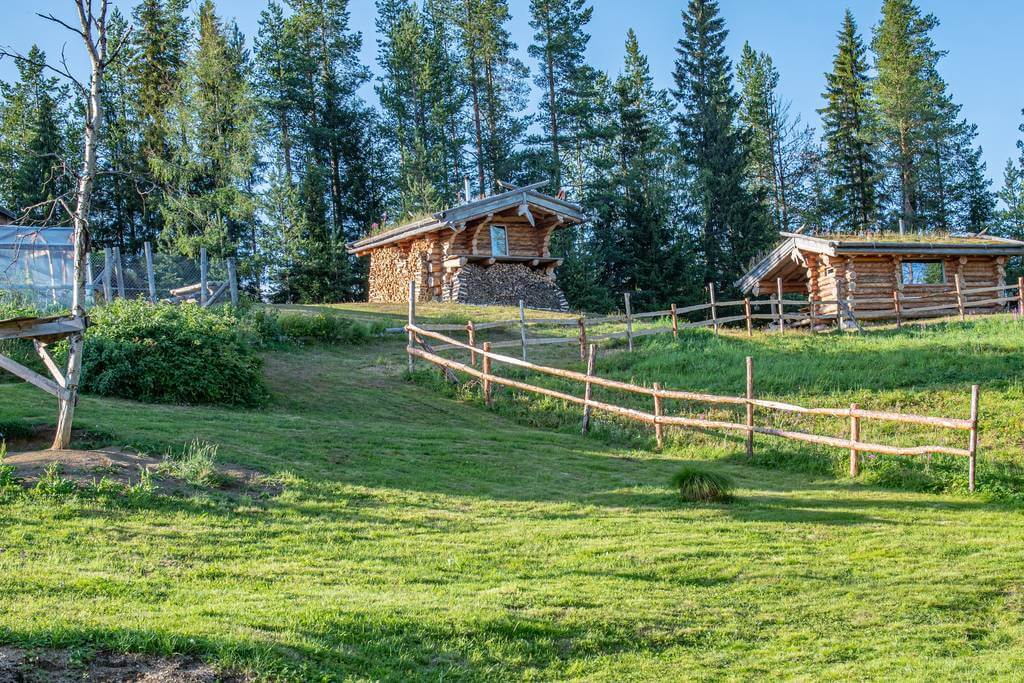 Activité touristique de chiens de traîneau à vendre