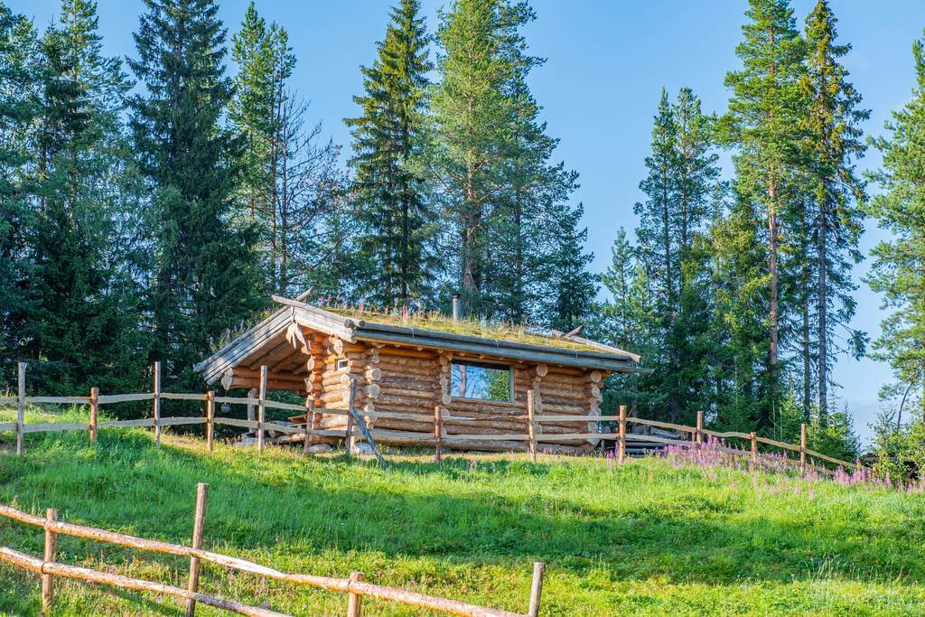 Activité touristique de chiens de traîneau à vendre
