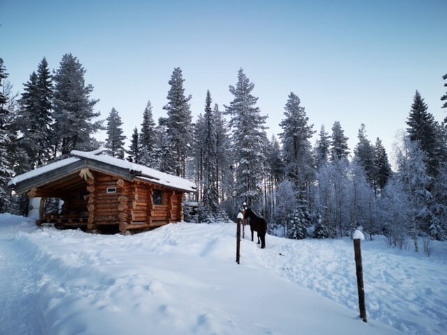 Activité touristique de chiens de traîneau à vendre