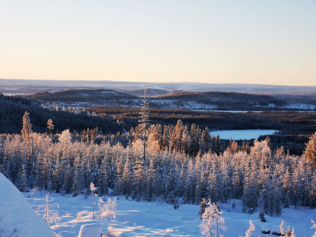 Activité touristique de chiens de traîneau à vendre