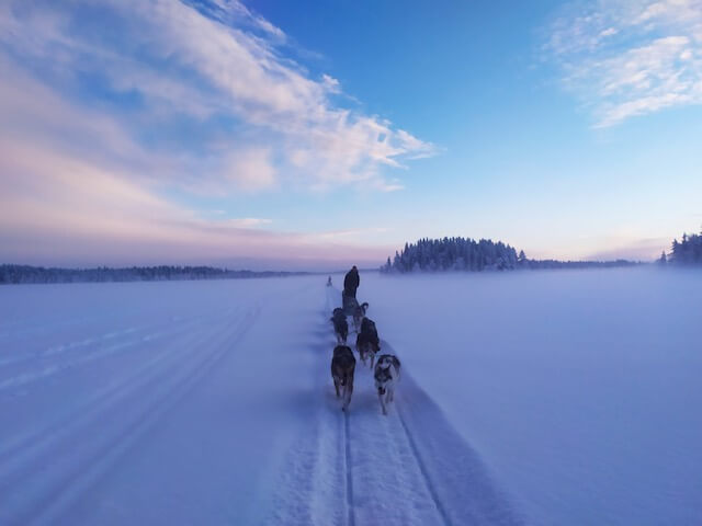 Activité touristique de chiens de traîneau à vendre