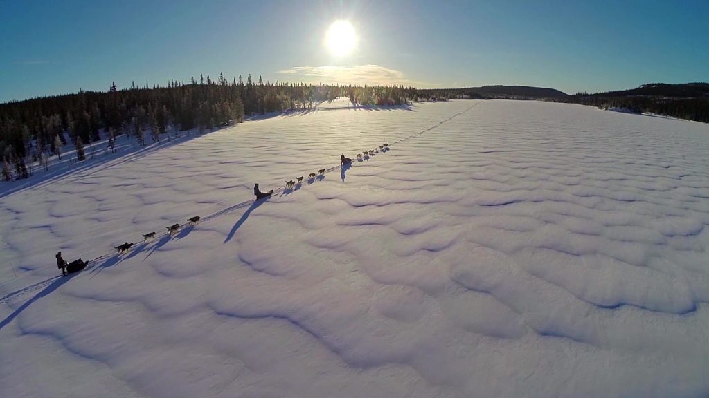 Activité touristique de chiens de traîneau à vendre
