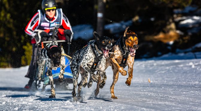 Résultats de course : La Musher Race 2022, France