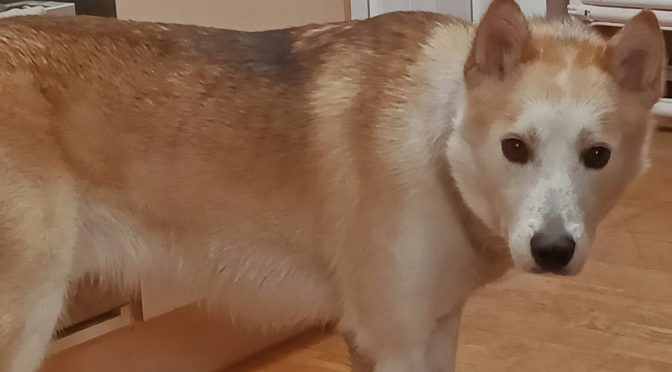 Donne Groenlandais croisé Husky de 1 an et 3 mois