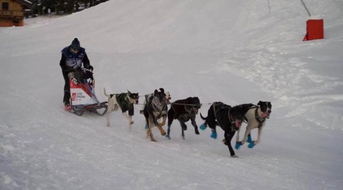 DÉJÀ VENDU | Mâle hound de 2 ans et demi à vendre