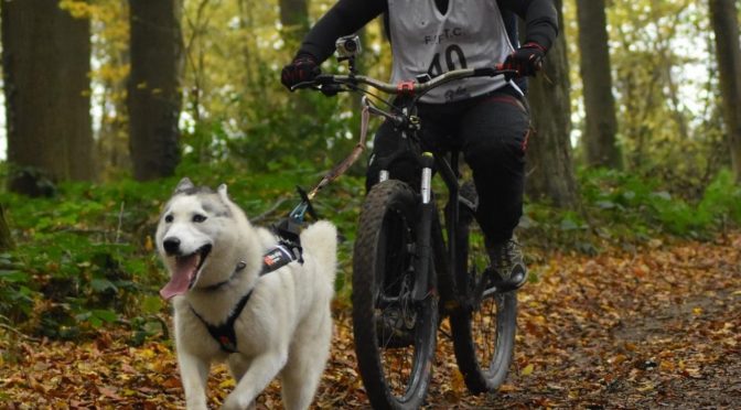 Cherche poste de handler dans le Jura