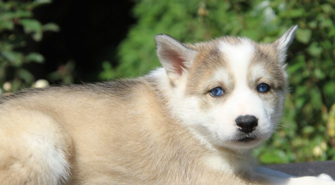 Chiots husky de sibérie lof à réserver