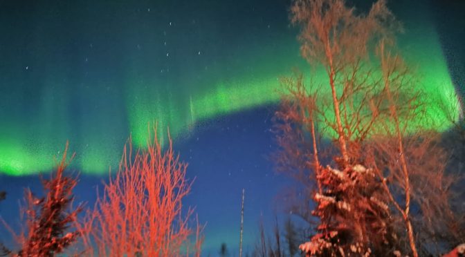 Recherche Handler/Musher hiver 22-23 en Suède