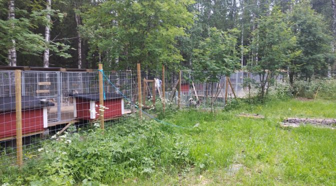 Entreprise chiens de traîneau à reprendre