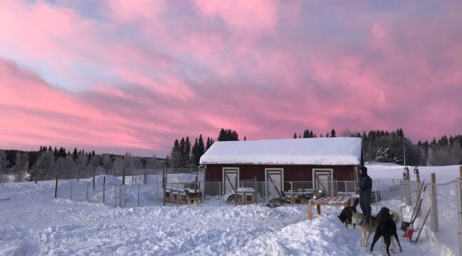 Recherche Handler/Musher hiver 23/24 en Suède