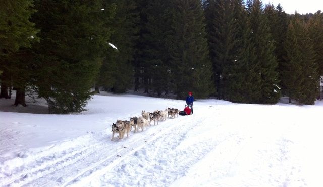 Activités mushing 2023 2024