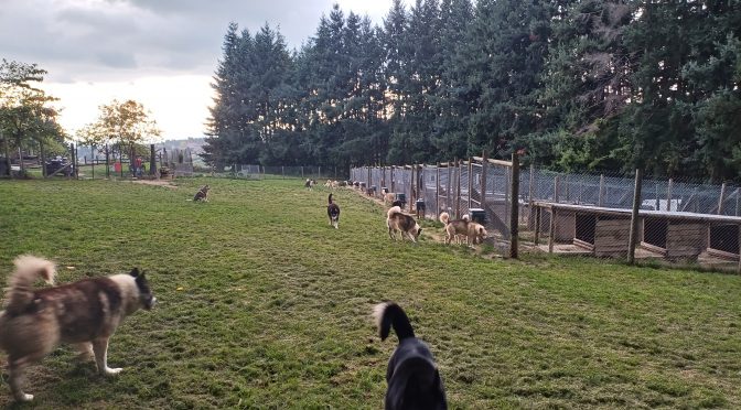 ACTIVITÉ D&rsquo;ATTELAGES CANINS À REPRENDRE OU À VENDRE